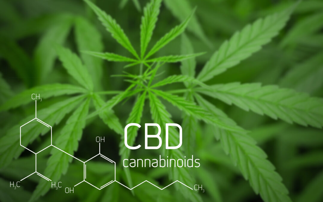 Can Cannabis Improve The Immune System Function In The Human Body?